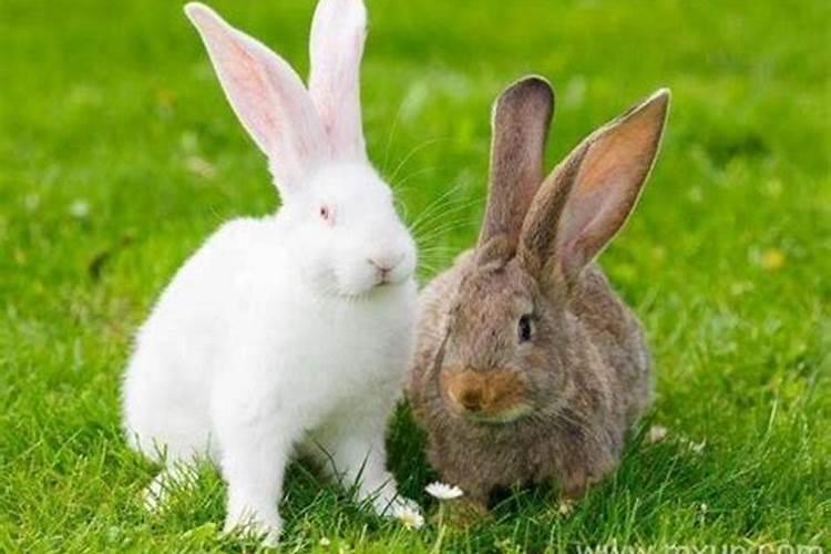 梦见很多的兔子是什么意思