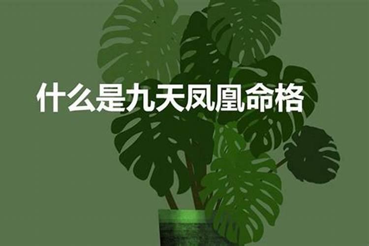 五行菜是什么意思