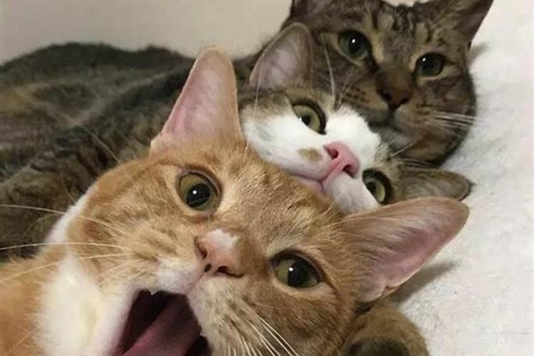 梦见三只可爱的猫是什么预兆