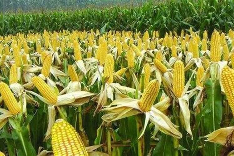 农历三月十五能种玉米吗