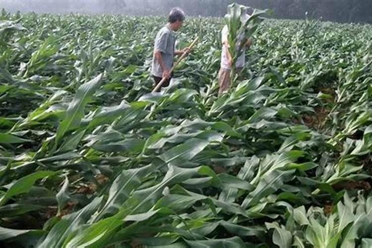 梦到下大雨收玉米被水冲走