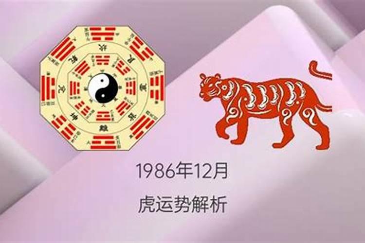 1986年的虎运势分析