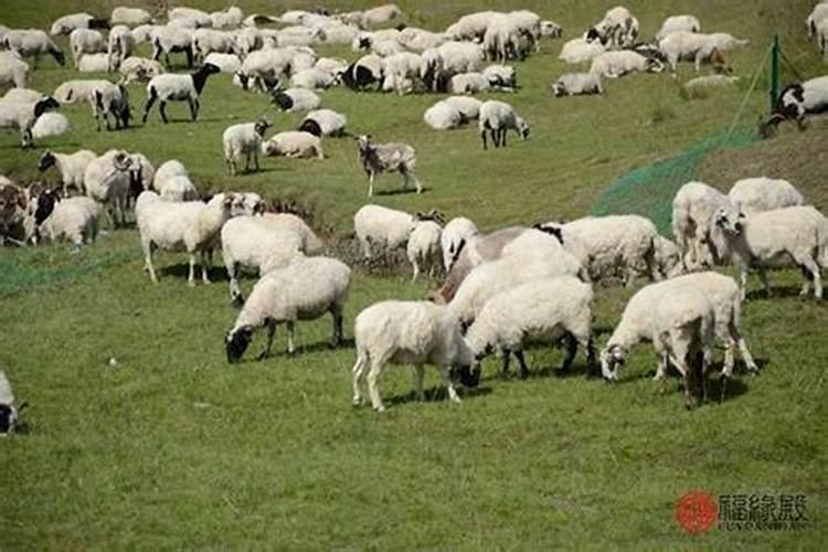 男属羊配什么最合适呢