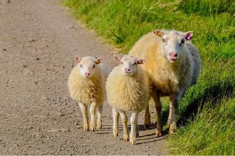 为什么属羊的婚姻不顺