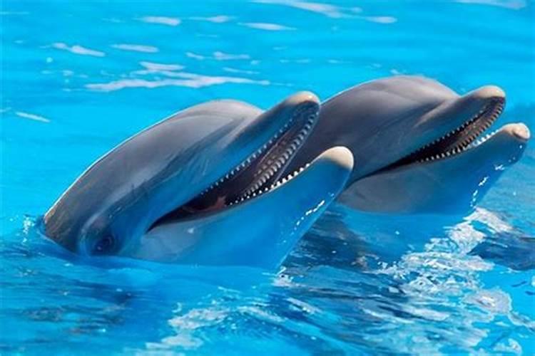 梦见海豚是什么意思有什么预兆