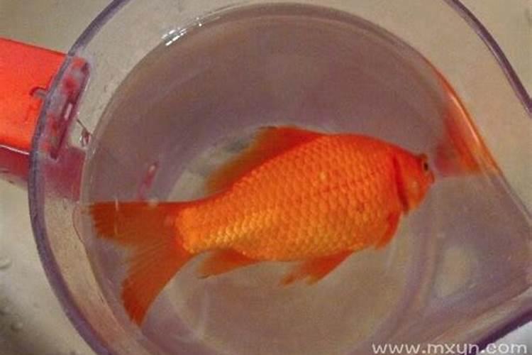 梦见红色的鱼死了且断尾了