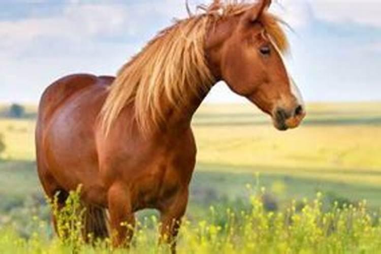 梦见人和马是什么意思