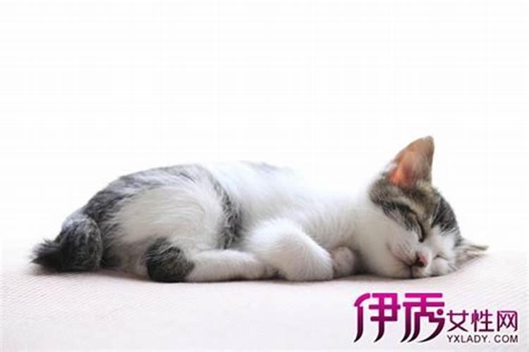 梦见很多猫咬我有什么预兆