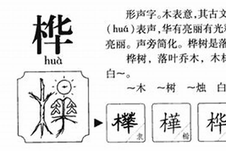 桦字五行属什么寓意和含义