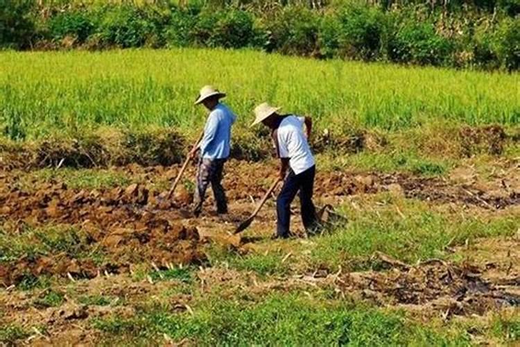 梦见给别人家种地什么意思