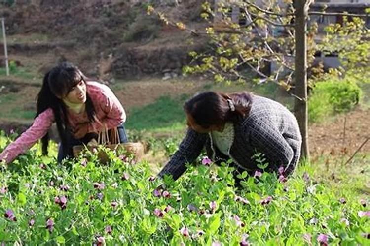 梦到去菜地里摘菜