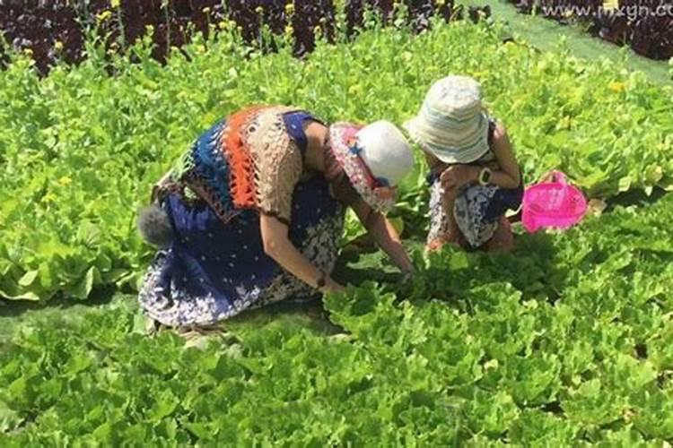 梦到去菜地里摘菜