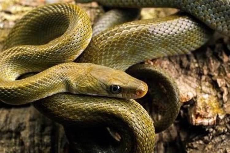 孕晚期梦到蛇是什么寓意是什么