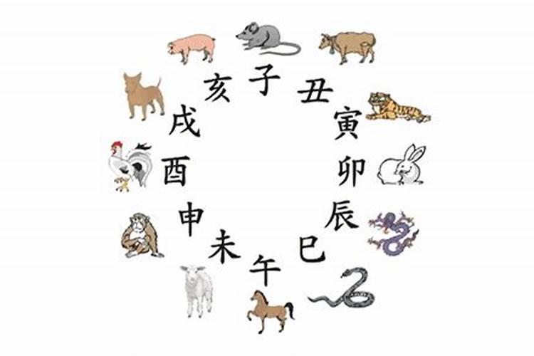 属牛跟属什么八字合