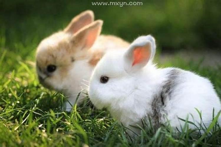 梦见好多小兔子是什么意思