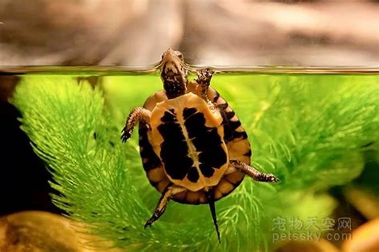 梦见盆里有一只乌龟在游