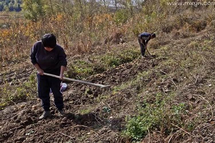 梦见牛在地里干活跑了什么意思