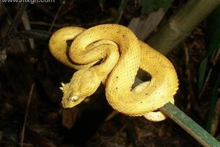 怀孕初期梦见一条黄色的蛇