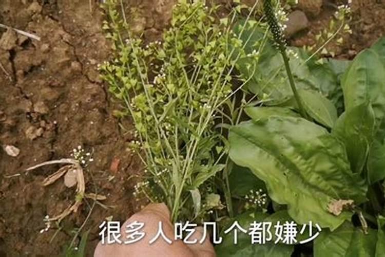 农历三月十五挖野菜吃七根