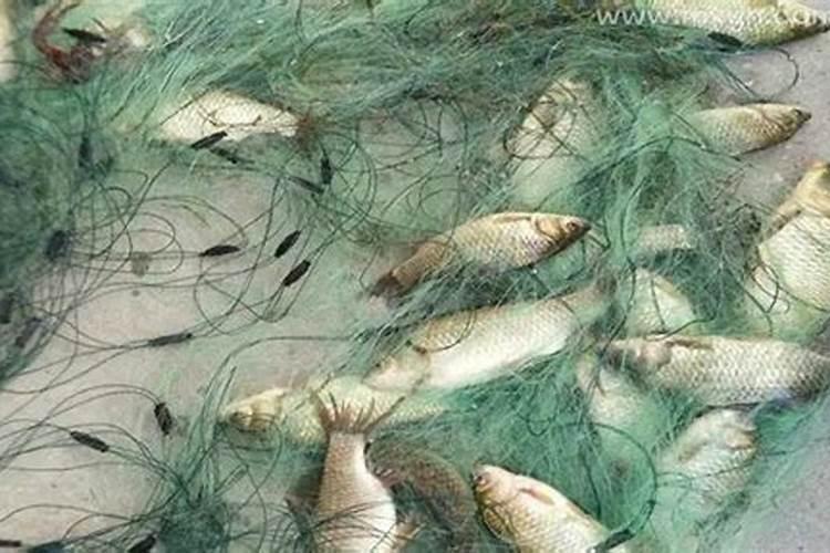 梦见鱼网是什么意思