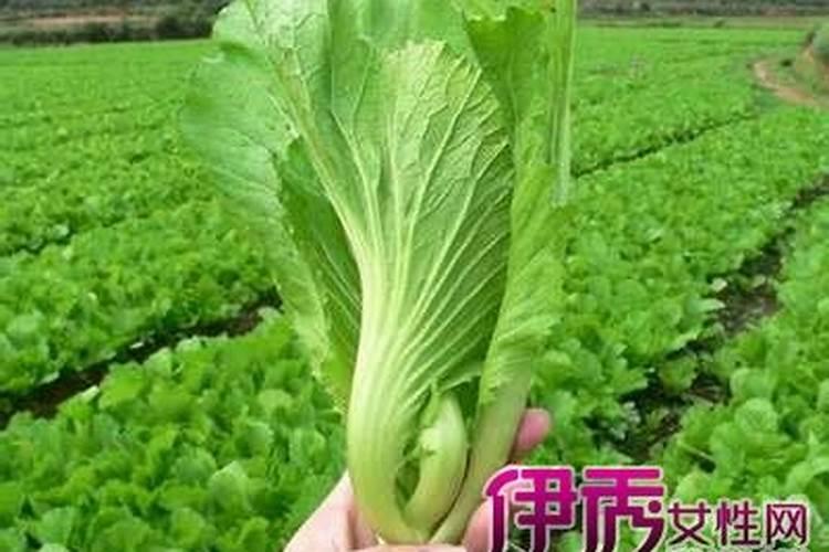 梦到青菜什么意思周公解梦