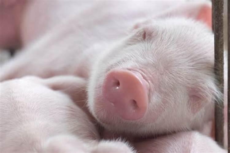 梦见床上有几窝小猪