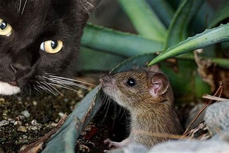 梦见老鼠和猫是什么意思呢