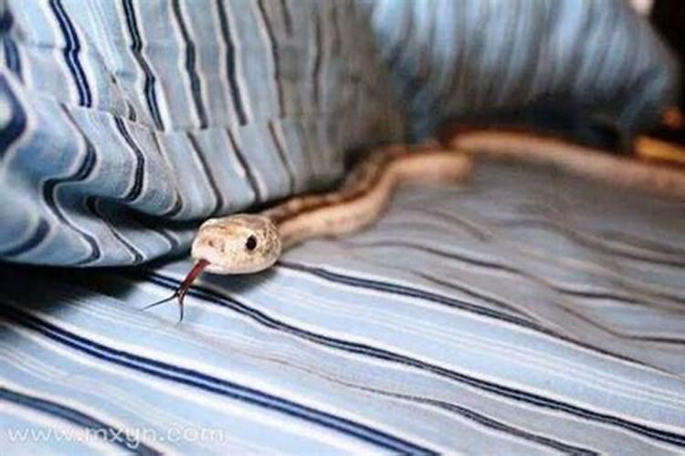 梦见床上有蛇预示什么