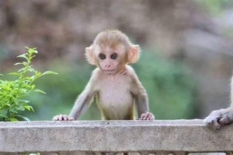 重阳节是今年几月几日