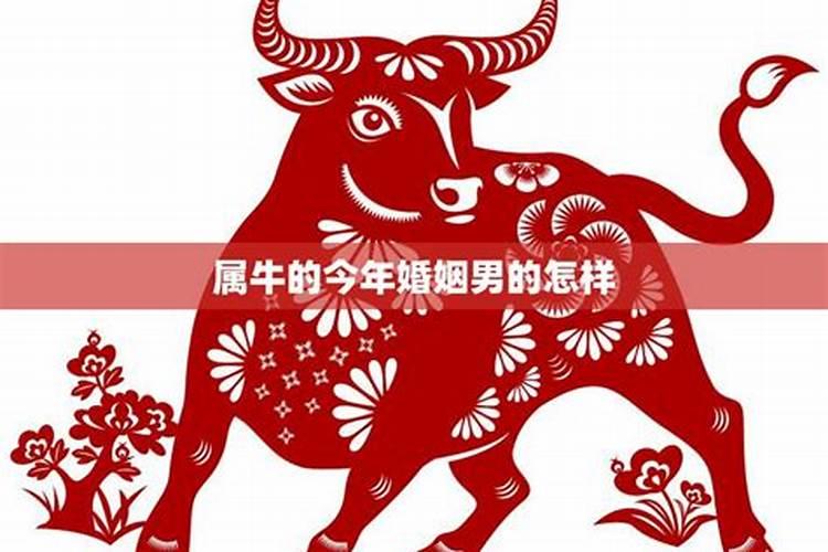 属牛今年婚姻运程怎么样