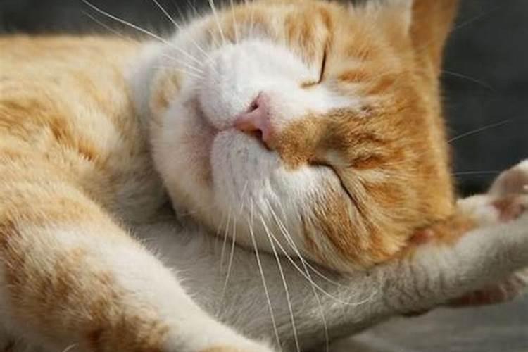 梦到猫哭是什么征兆