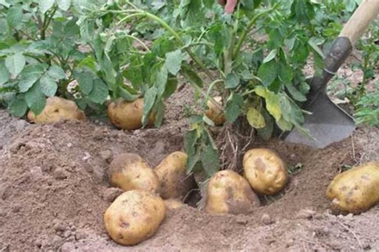 农历腊月能种土豆吗
