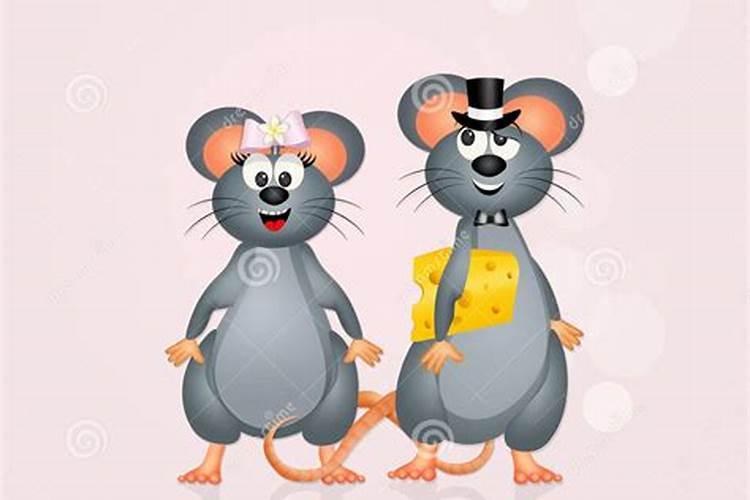 老鼠可以配什么生肖的婚姻