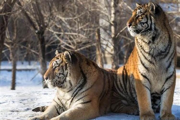 梦见老虎和小老虎是什么预兆