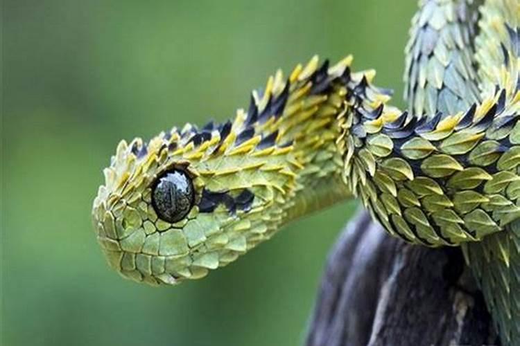 梦见好几条蛇是什么原因