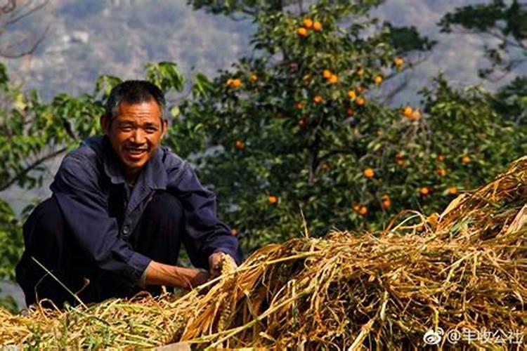 每年农历立秋日为中国农民丰收节