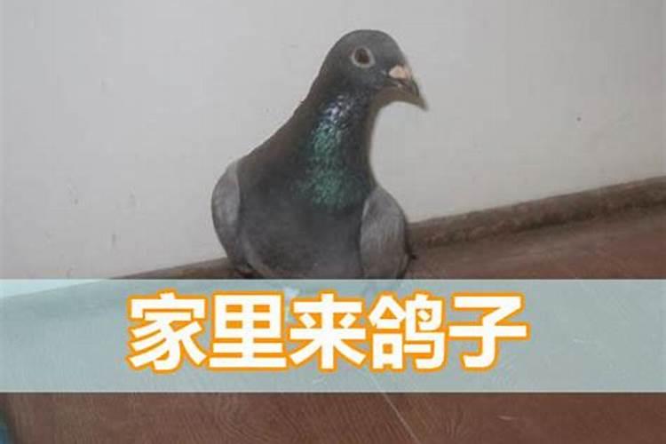 一成不变的生肖是什么生