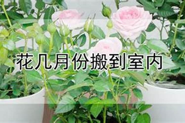 立秋了几月份把花搬到室内