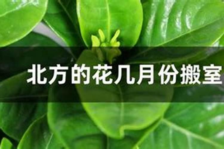 立秋了几月份把花搬到室内