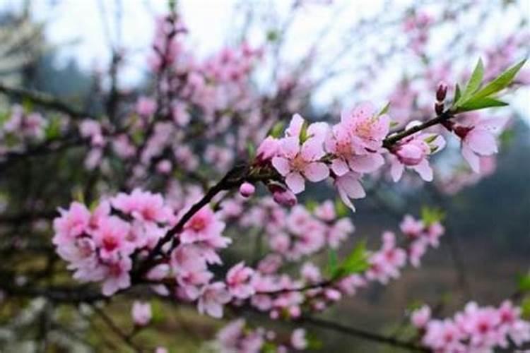 风水桃花要如何催旺