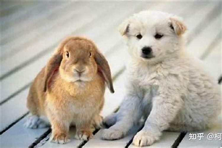 兔和狗的属相能婚配吗