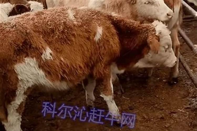 梦见牛头肉是什么意思