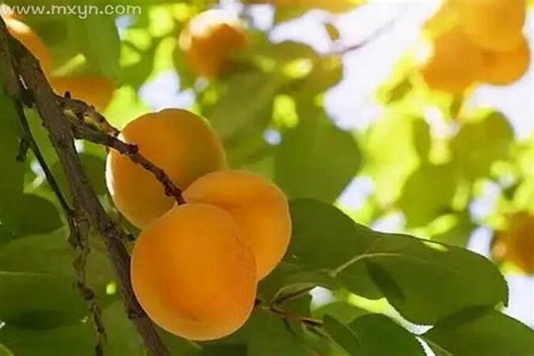 梦到摘杏是什么意思啊满树黄登登的