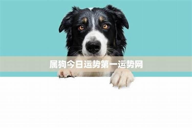 生肖狗今日运势