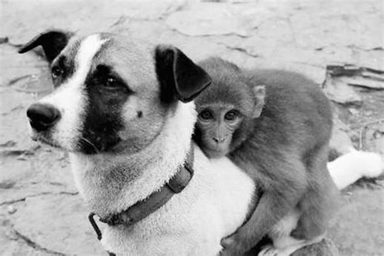 猴与狗属相合不合