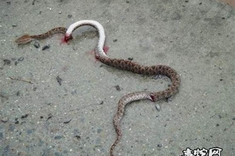 孕妇梦见蛇还把蛇打死了什么意思