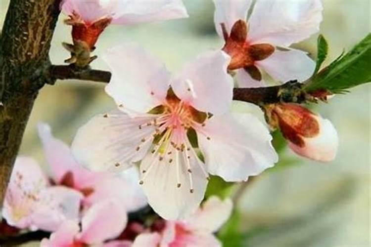 催旺桃花的植物图片