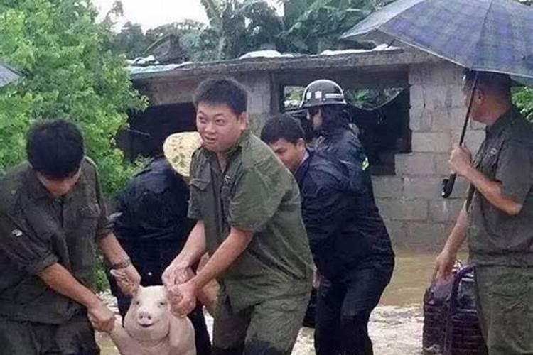 女人梦见猪是什么预兆多人逮猪