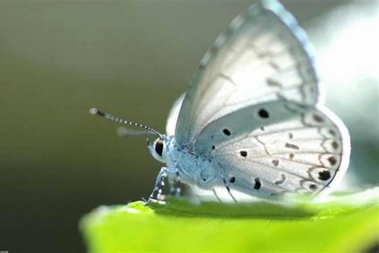 梦到蝴蝶代表什么预兆黑白