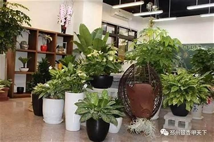 属狗的人店里适合什么植物